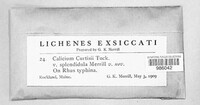 Phaeocalicium curtisii image